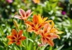 Alstroemeria