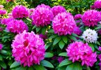 Rhododendron